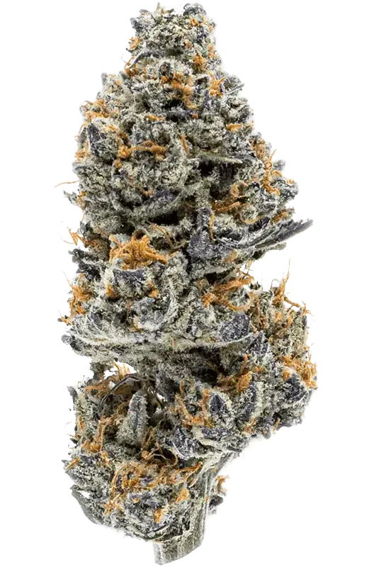 hybrid-flower